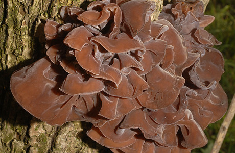 Judasohr (Auricularia auricula-judae) - © Heinz Prelicz